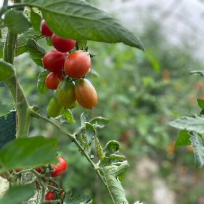 8a7f5fa0-bfc0-446d-b4d8-c5def3dc1e86